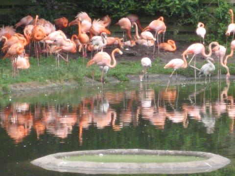 Flamingoes at the Wildlife and Wetlands Centre