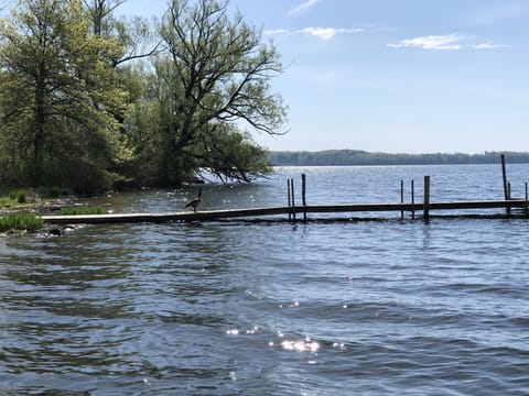 Wildlife everywhere around the lake! 