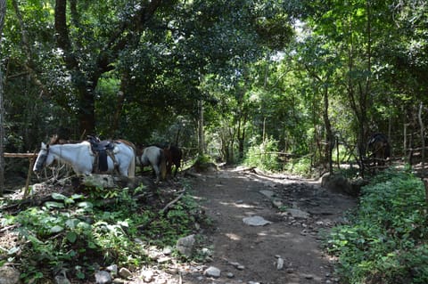 Horseback riding