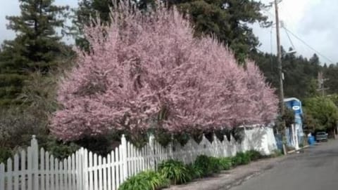 Springtime at Grandma's House. Cherry blossoms in bloom