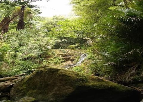 Waiotemarama Waterfall.