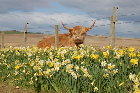 The Highland cows are usually at the Sandend turnoff to welcome you!