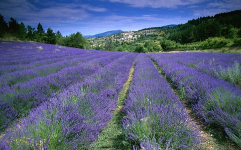 Lavender fields are a must to be seen in L'Isle sur la sorgue surroundings