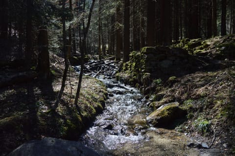 Forest Walk 4 minutes away