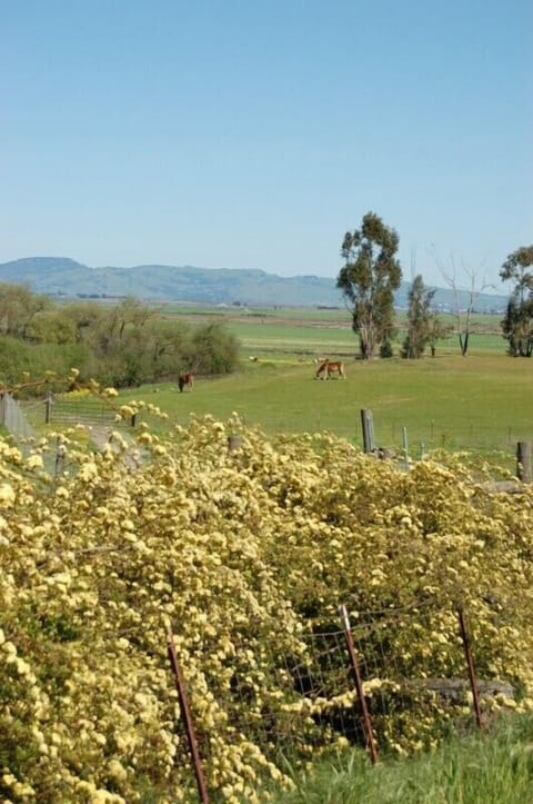 Lady Banks roses in Carneros. 9 miles south on Hwy 121 near Viansa Winery.