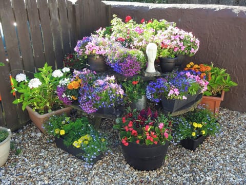 Well-maintained floral display within courtyard | The Snug - Ty Copr, Pen-y-Sarn, near Amlwch