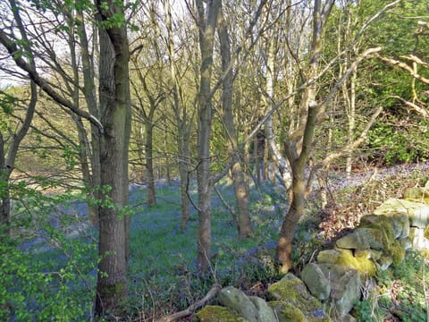 Local bluebell woods | Waterfall Cottage - Lumsdale Cottages, Lumsdale, Tansley Wood, near Matlock