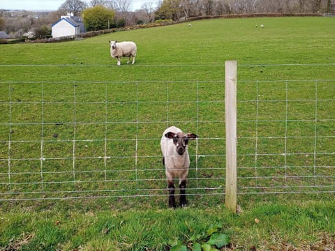 Outdoor | Elidir Cottage, Bontnewydd, Caernarfon