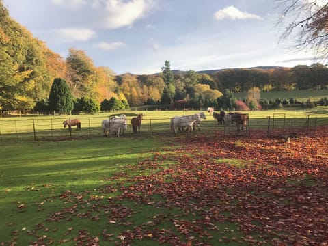 Surrounding area | The Mews, Insch near Inverurie