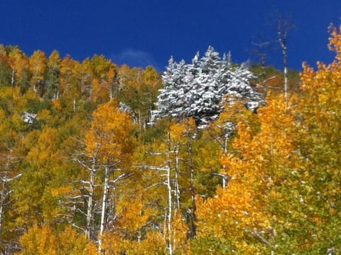 Beautiful Scenery Near the House