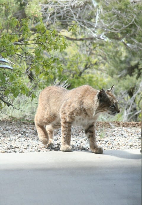 Bobcat at the door
