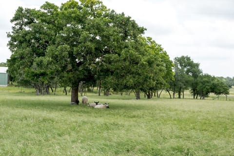 Serving as an active wool farm, you'll love seeing the resident sheep