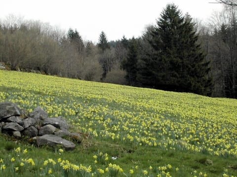 Daffodils in April