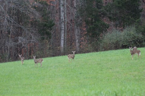 Lots and lots of inquisitive deer.