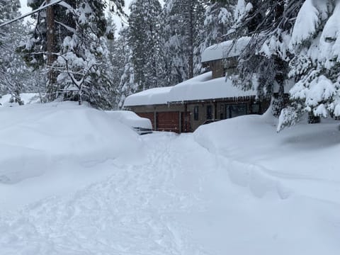 Winter in Big Trees.