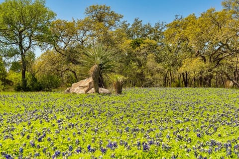 Field of Bluebonnets in front entrance of the Ranch