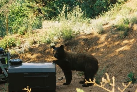 Once in a while, a bear! Luckily, we have a bear-proof garbage can.