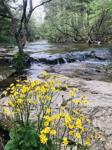 Spring flowers along the creek 