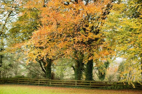 Autumn leaves at Glenview Lodge.
