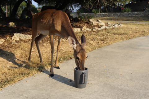 Ms. Piggy likes to eat right out of the mug!