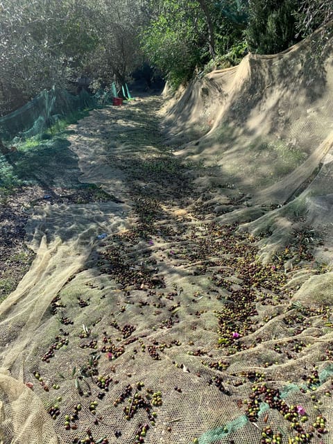 Collecting olives on Casa Bianca’s private road