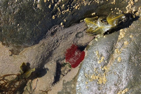 an anemone in a rockpool
