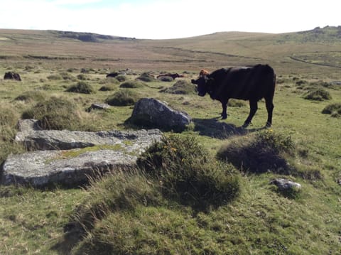 Dartmoor cattle