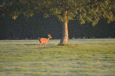 Wild deer on front field