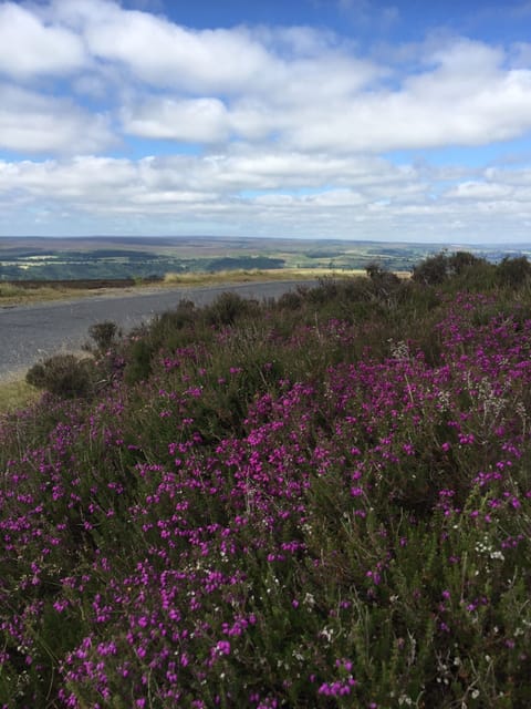 Heather in bloom.