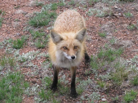 Lucy the resident fox