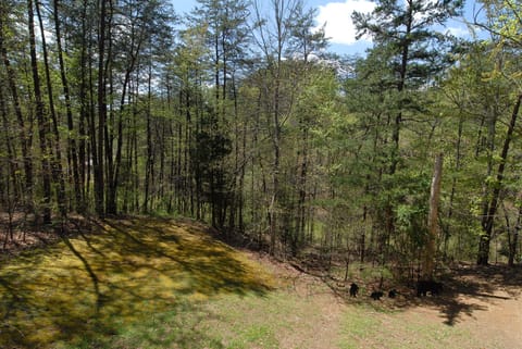 Cabin in Pigeon Forge "Back to Nature" - Back yard