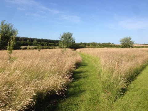 Summer Evening in the Field '17