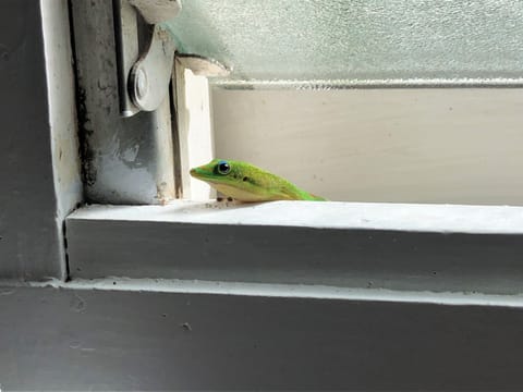 Curious and harmless. Friendly gecko.