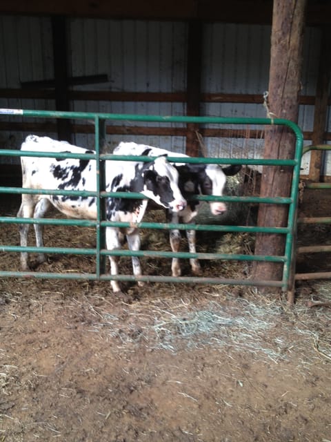 calf barn! 