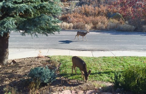 Friendly neighbors can be seen nearly on a daily basis!