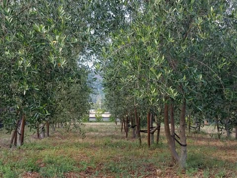 Our small olive orchard which produces award winning olive oil.