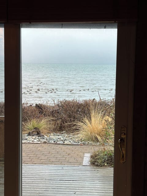 Breakfast with ducks