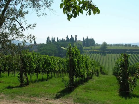 ...grapes vines walking around...