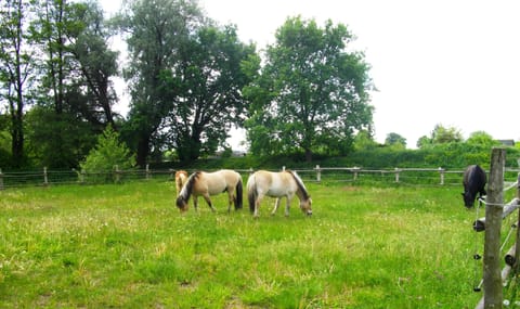 Horseback riding