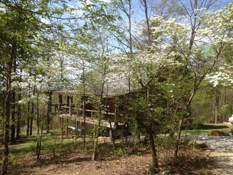 Dogwoods in the spring at the Dogwood Cabin