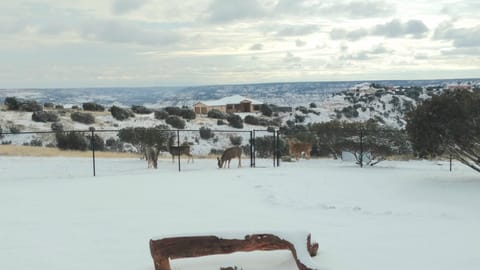 Winter visitors of Deer and Aoudad (Barbary Sheep).