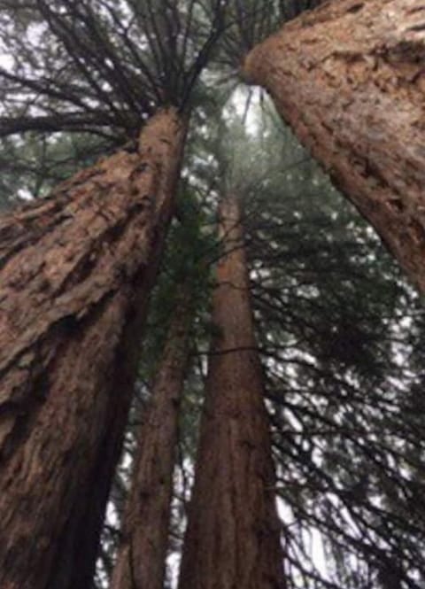 Towering Redwoods at Armstrong National Park