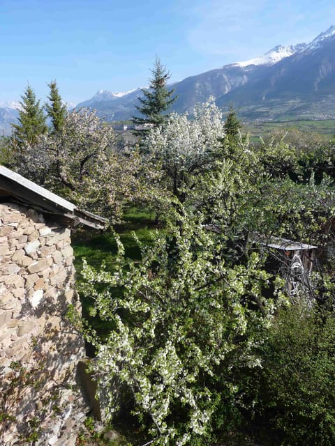 Back of the house during Springtime
