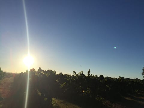 Surrounding vineyard to Rodney Strong and J wineries.