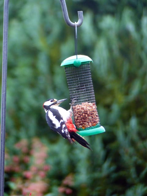 Wood peckers enjoy the nuts on our feeders.