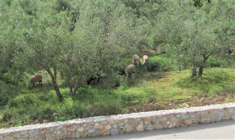 Sheep caught nibbling in olive grove.
