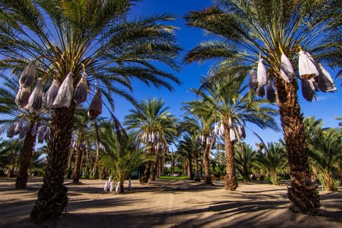 Bring Your Own Tent On Sand | Garden view