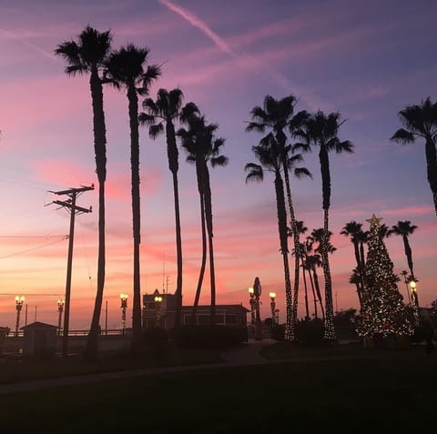 Check out the tall lady palms at sunset. Well, worth the wait for sunset.🌇