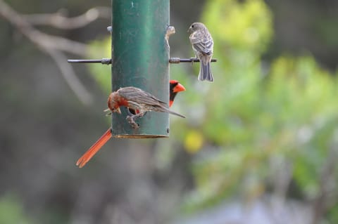 Birdwatchers Paradise