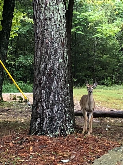 Lots of wildlife in the area